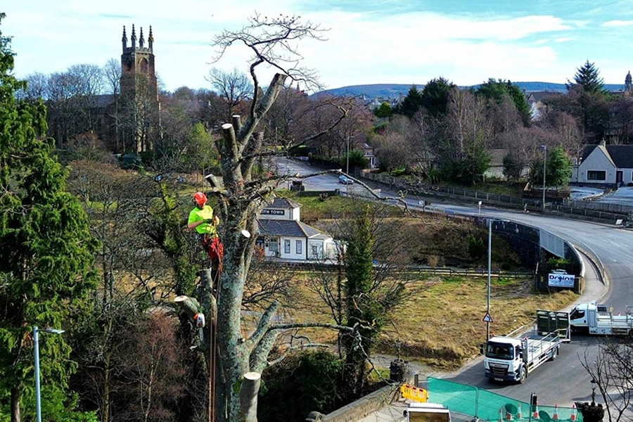 Scotland tree surgery Scotland tree surgery