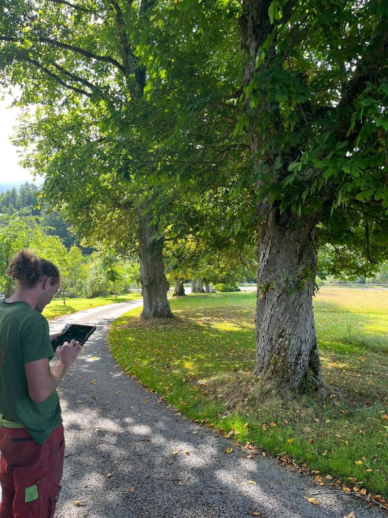 wakeley tree surgeons consultancy services wakeley tree surgeons consultancy services